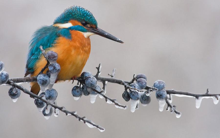 Зимородок зимой красивые фото и картинки