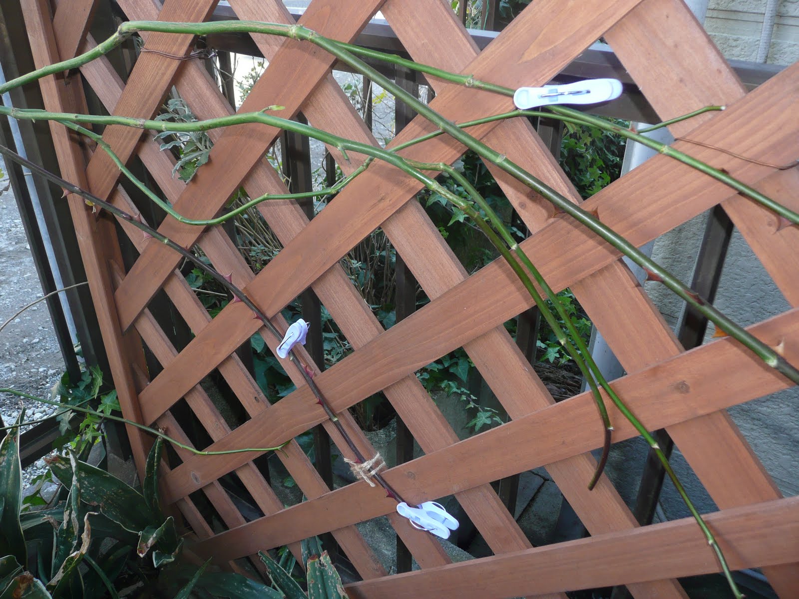 カメ吉とガーデニング つるバラの誘引 フェンス