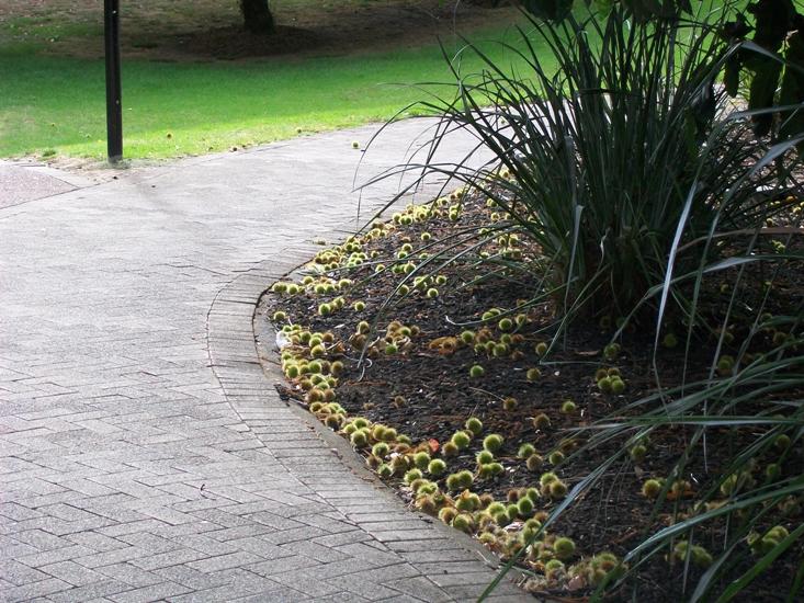 [Takapuna+200210+resized.JPG]