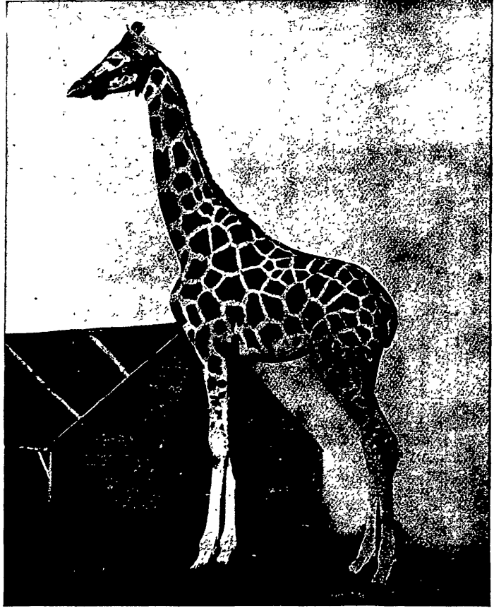 [Wirths+Giraffe.gif]