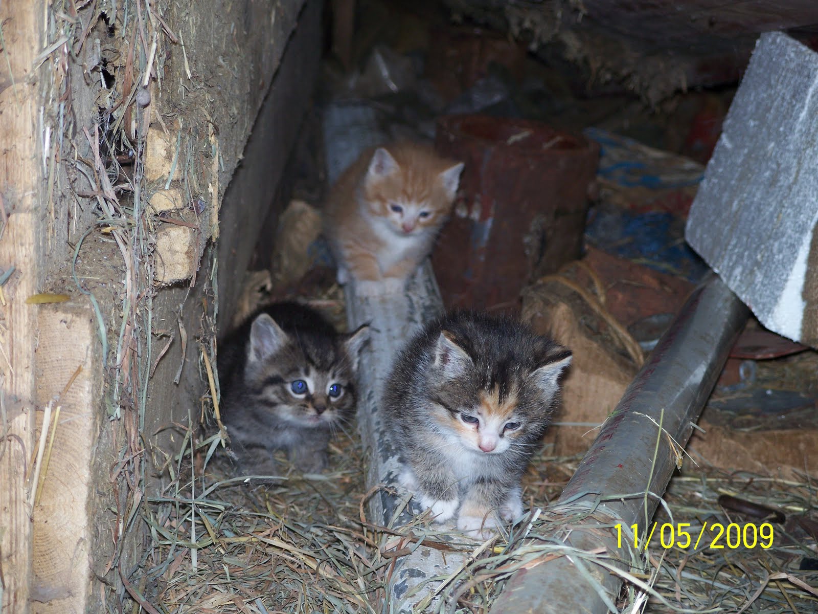 A Couple of Farmers At Maple Lawn Farm Barn Kittens