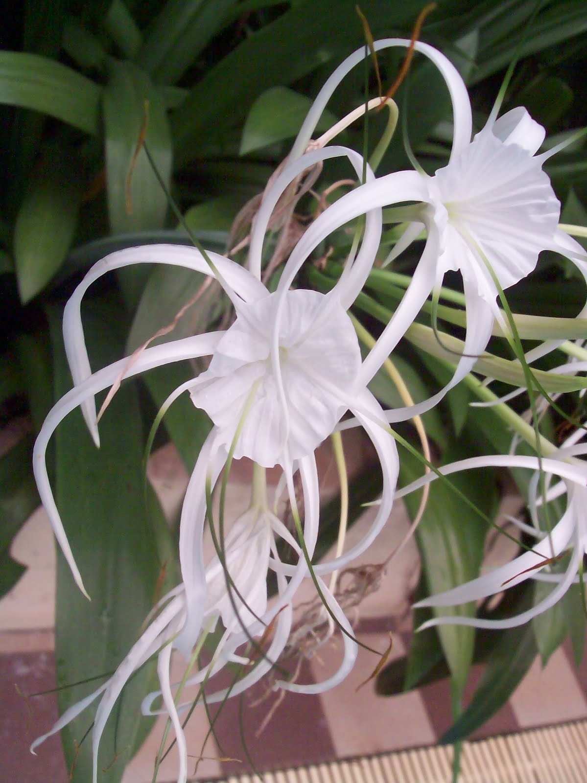 Flowers of Malaysia: Spider lily