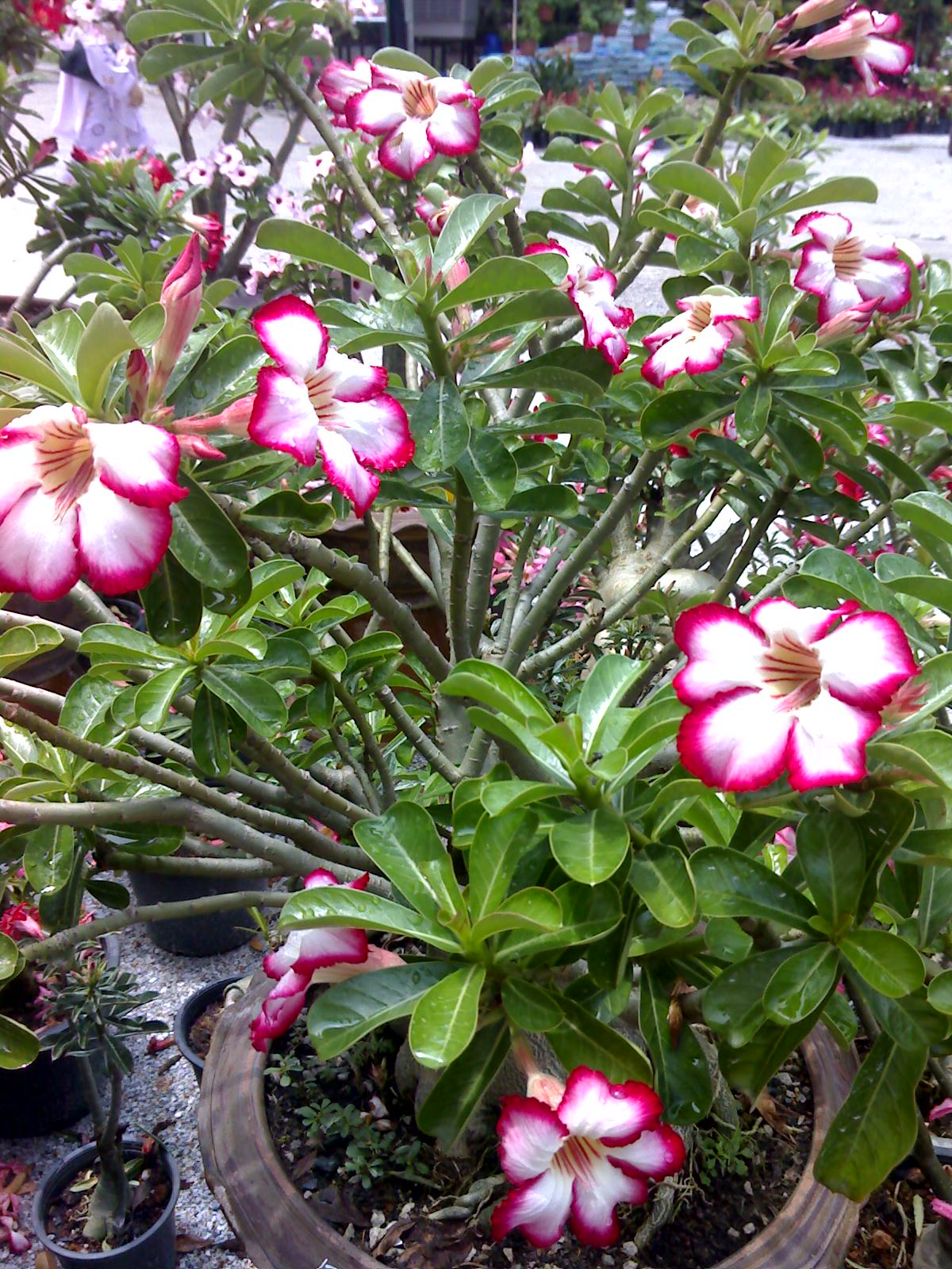 Flowers of Malaysia: Adenium