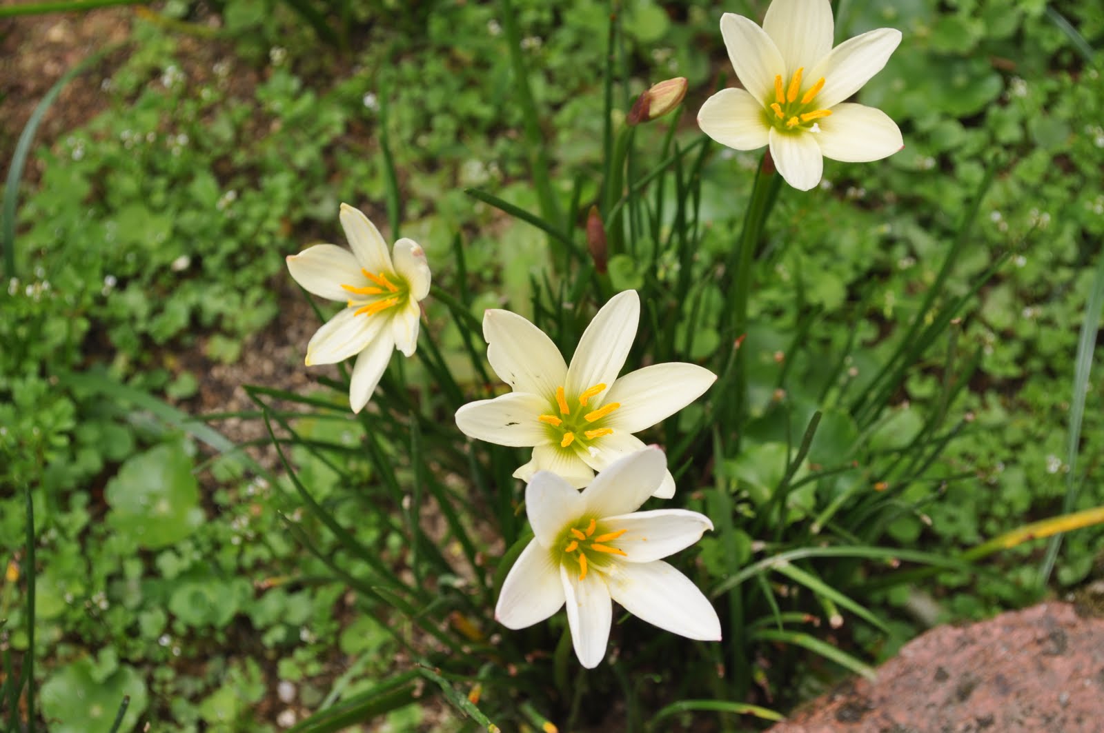 Flowers of Malaysia Rain Lily