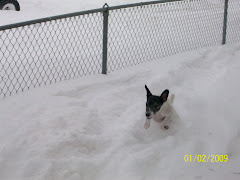 Where oh where has my little dog gone