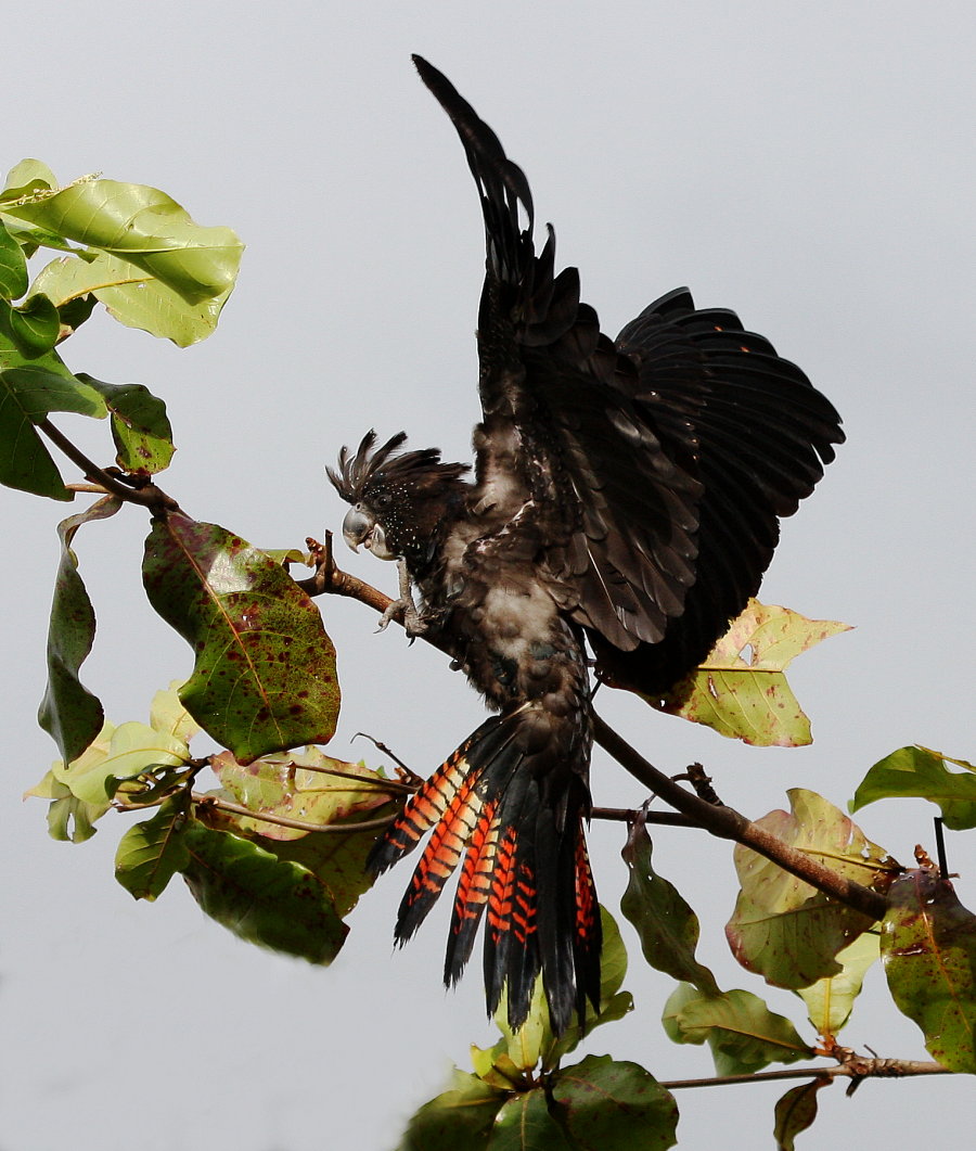tyto tony Tale of Redtailed Black Cockatoos