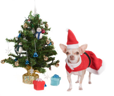 Park avenue chihuahua: merry christmas! Park Avenue Chihuahua: Merry Christmas!