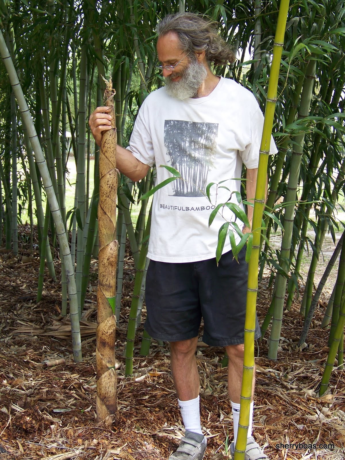 Beautiful Bamboo Bamboo The fastest growing plant on earth!