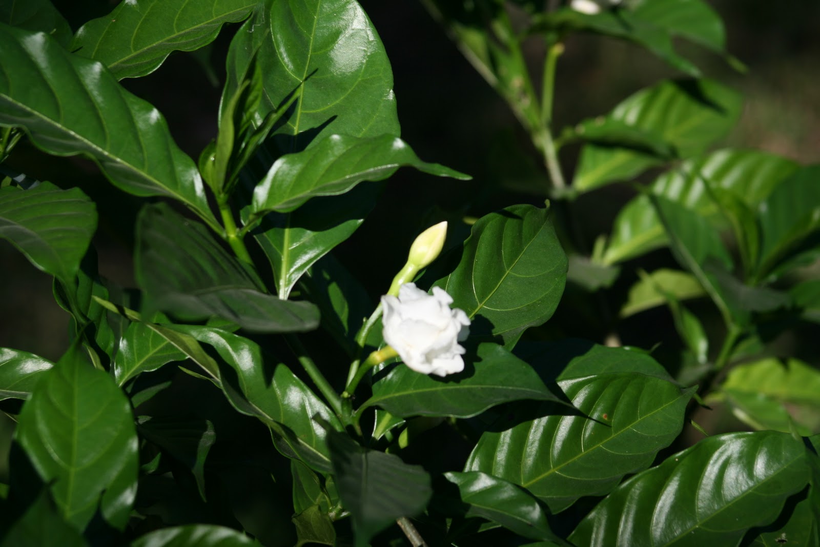 Vivre en Haïti au quotidien: Et puis, voici quelques fleurs de mon jardin