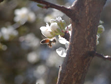 Return of the Pollinators