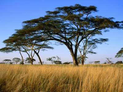 [lpi1085_21-FB~Acacia-Trees-on-Serengeti-Plains-Serengeti-National-Park-Tanzania-Posters.jpg]
