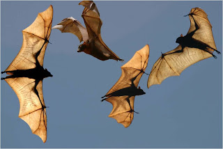 BlogVet: Perdagangan satwa liar dan risiko penyakit zoonosis