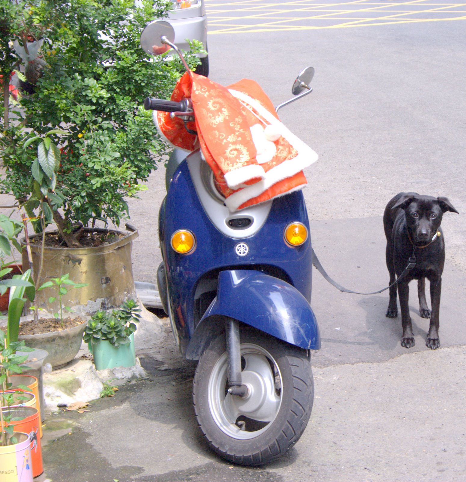 [Dog+and+Scooter+-+Taiwan.jpg]