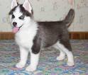 Baby Husky