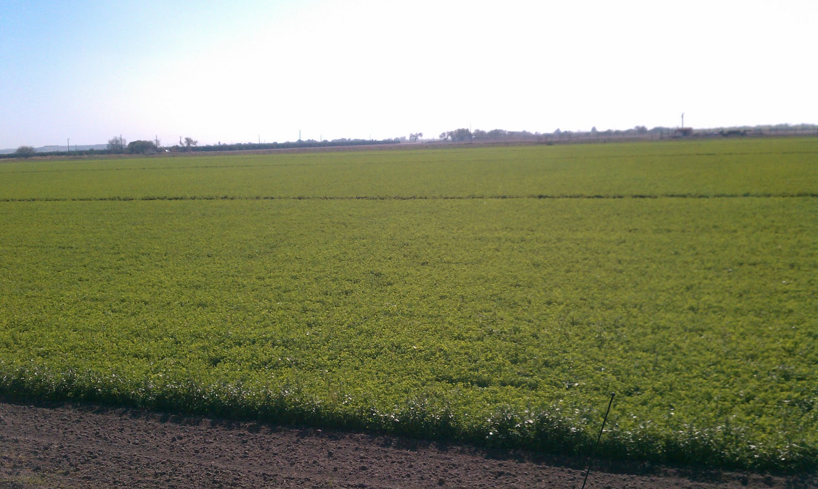 Alfalfa Sales Alfalfa