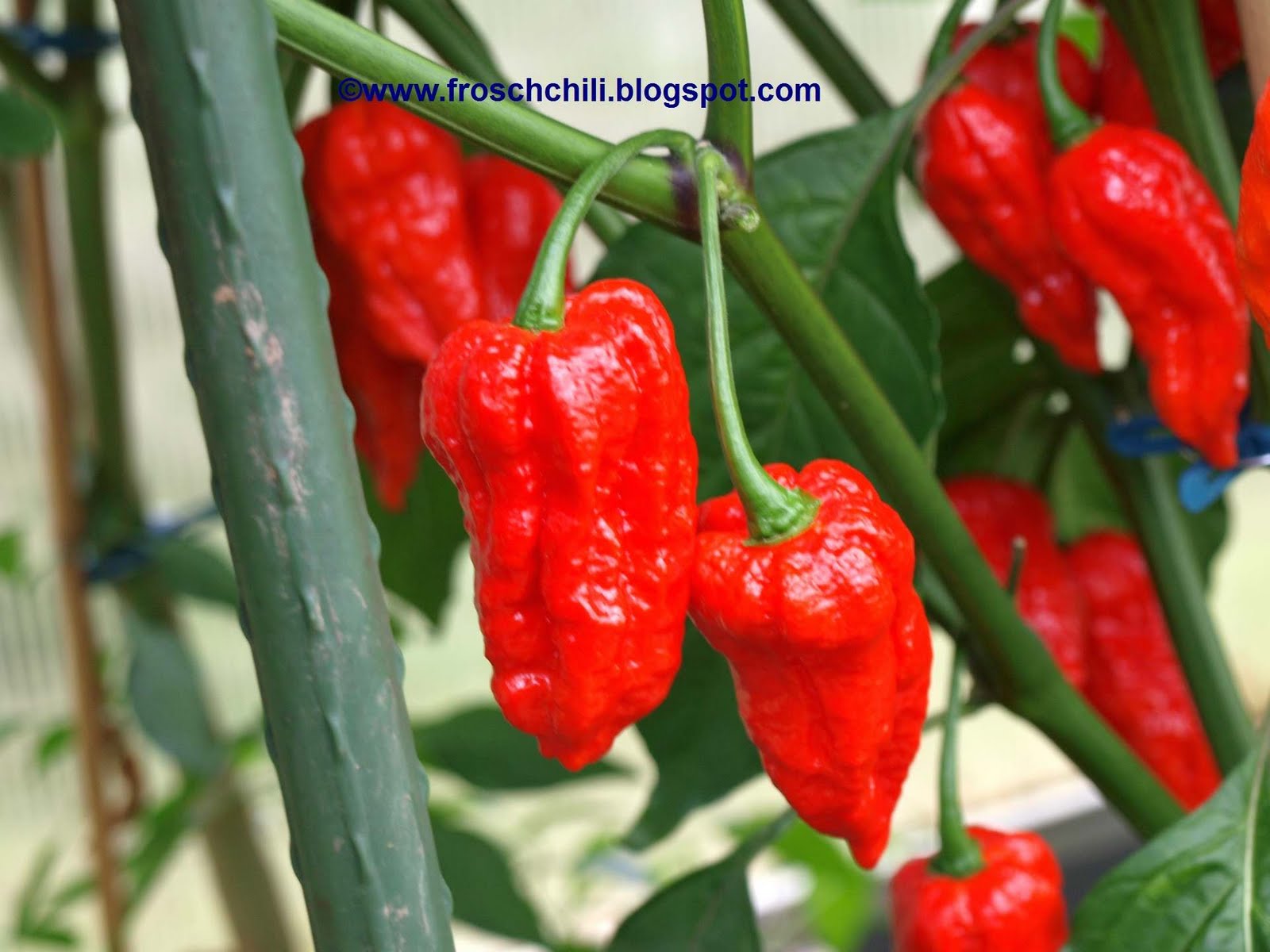 auf den Fotos sieht man die Jolokia vor der Ernte. Herbst 2010