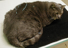 Acupunctura em animais domésticos: GATO