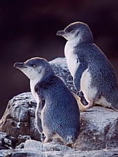 Little Penguins