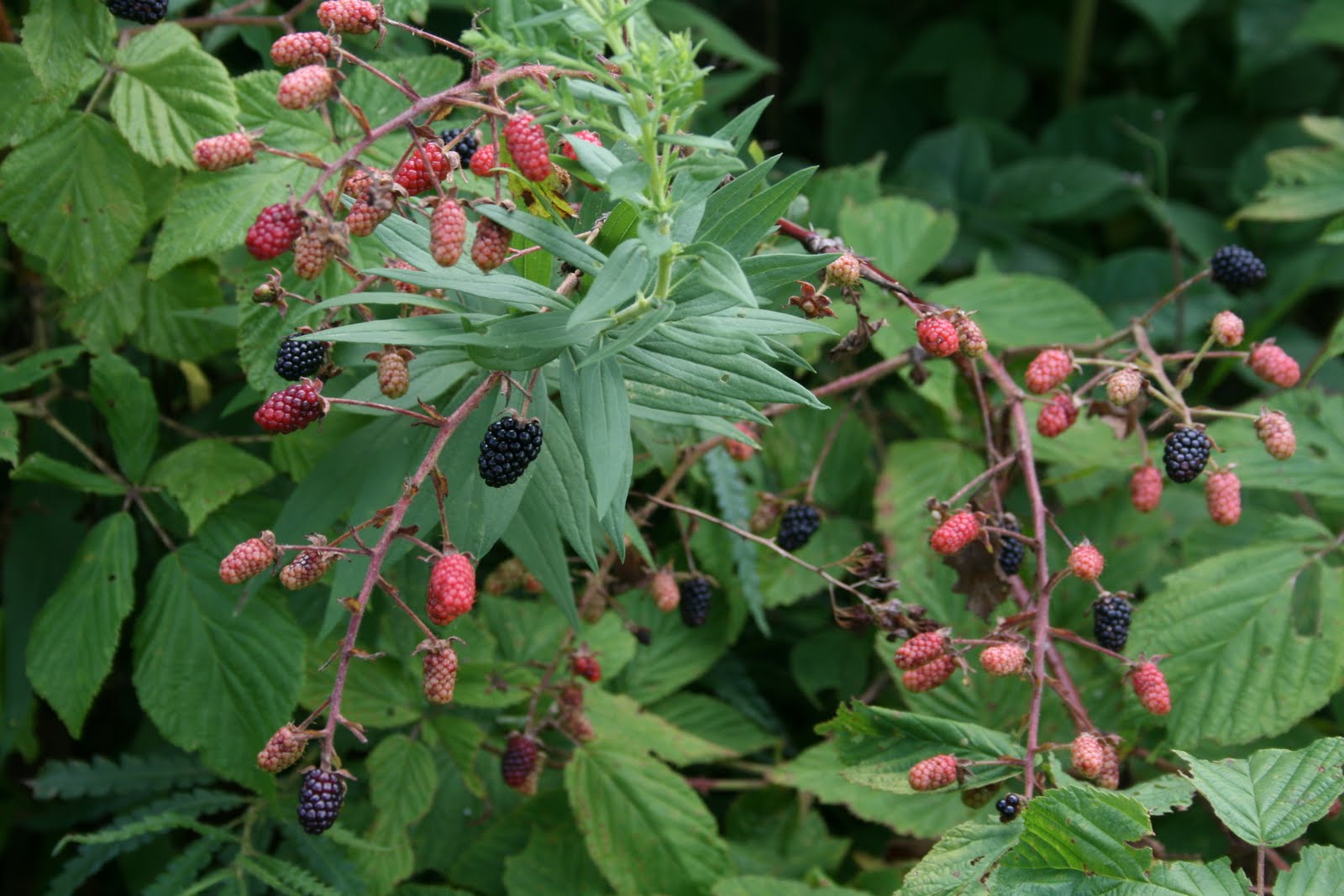 Spicebush Log Wild Blackberries