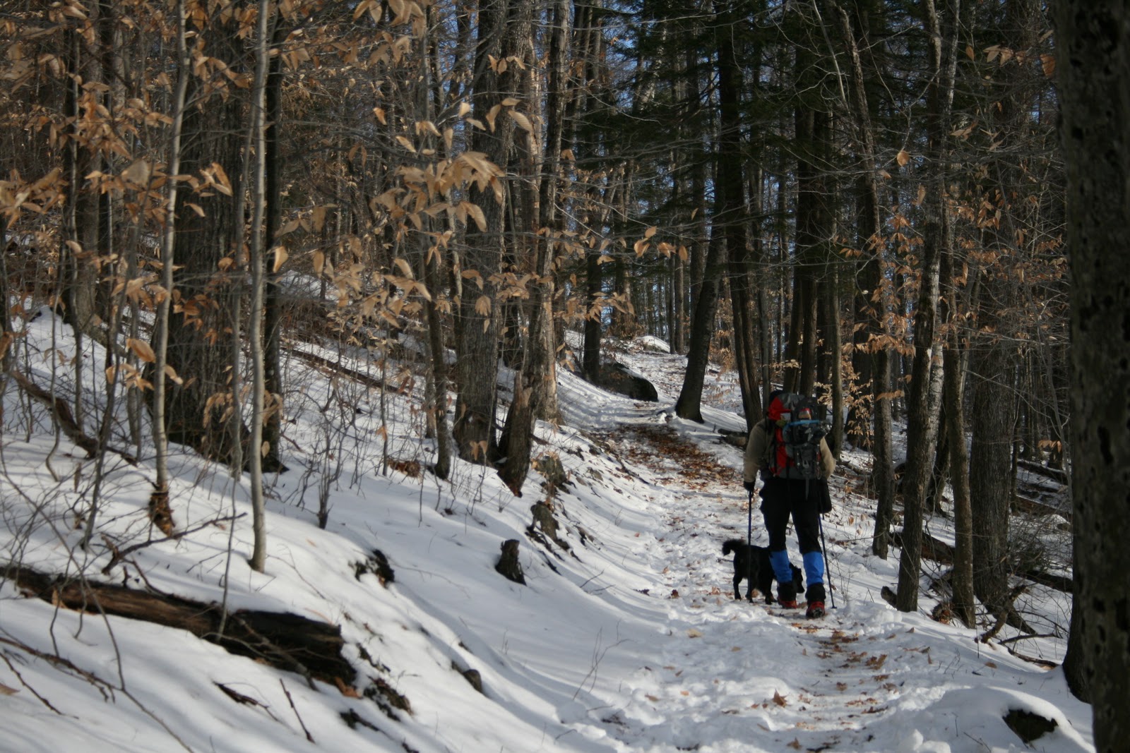 Spicebush Log: New Year's in the Mountains