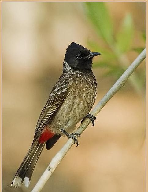 Птицы дубая Птицы дубая