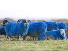 [blue+sheep.jpg]
