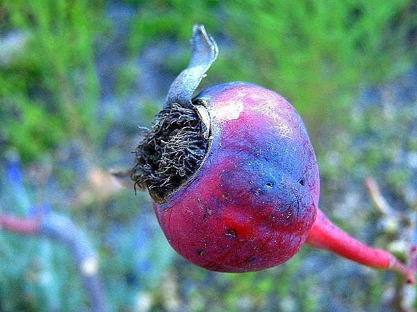 [rosehip-main_Full.jpg]