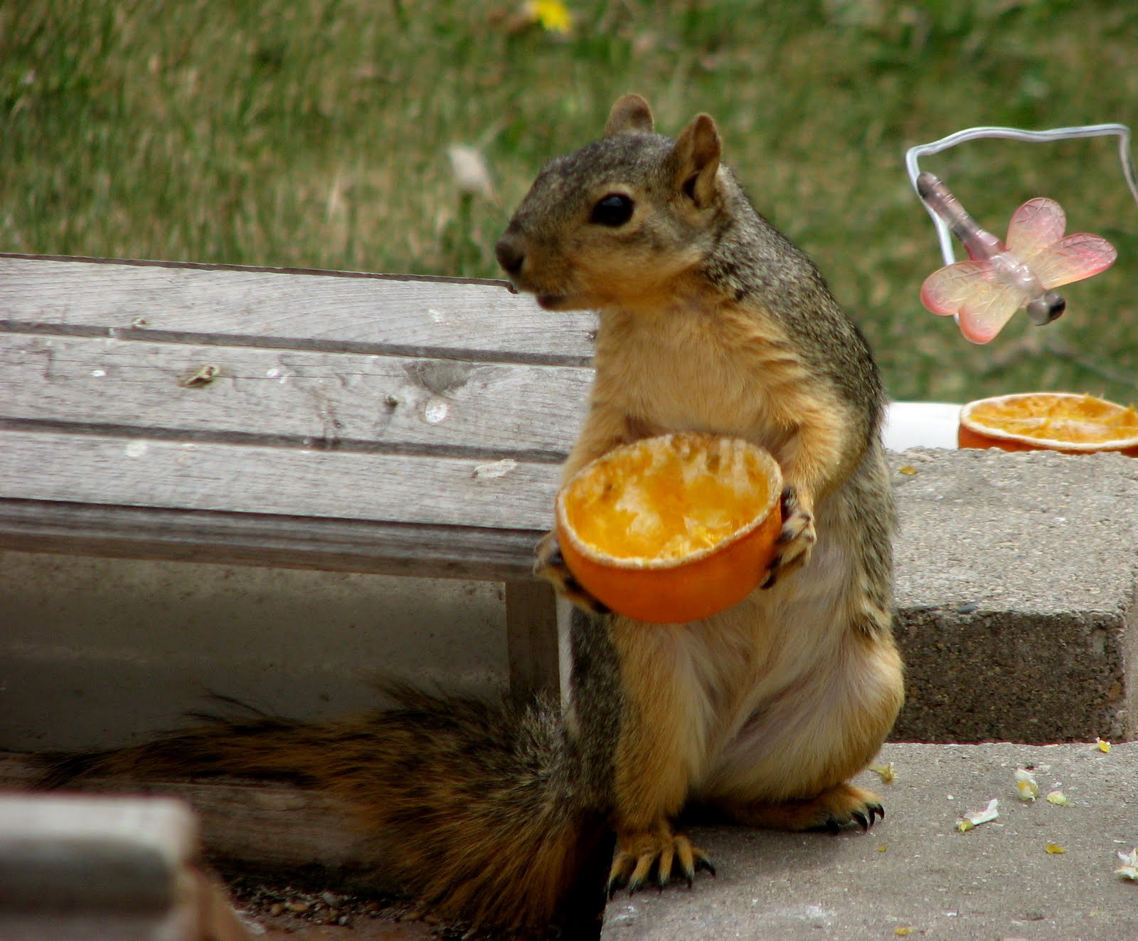 Still Life With Birder Apples and Oranges