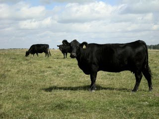 Black Angus Cattle