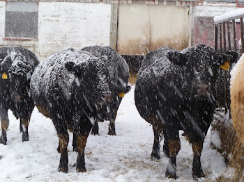 Cows in the winter