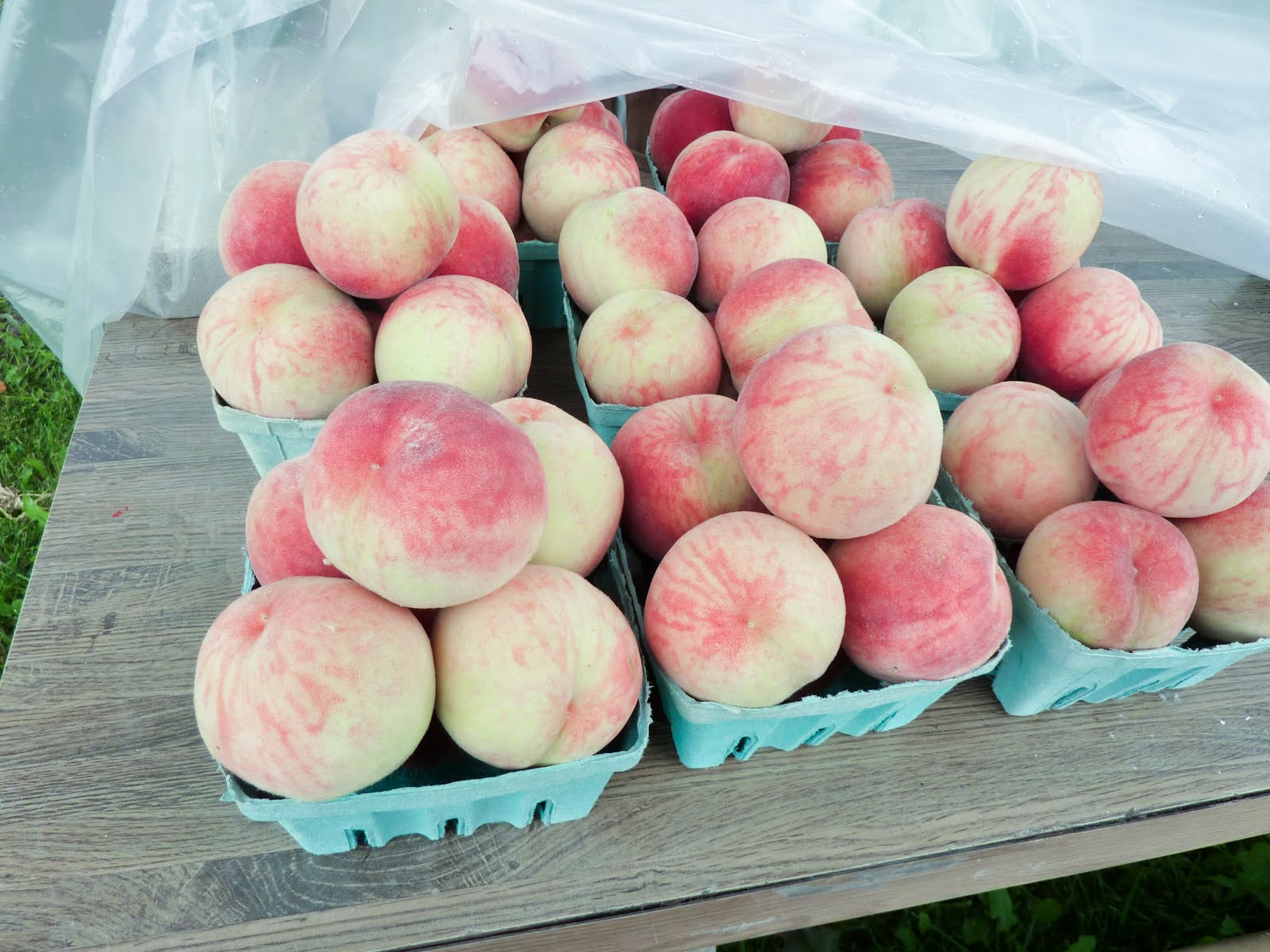 FEAST EVERYDAY White Peaches