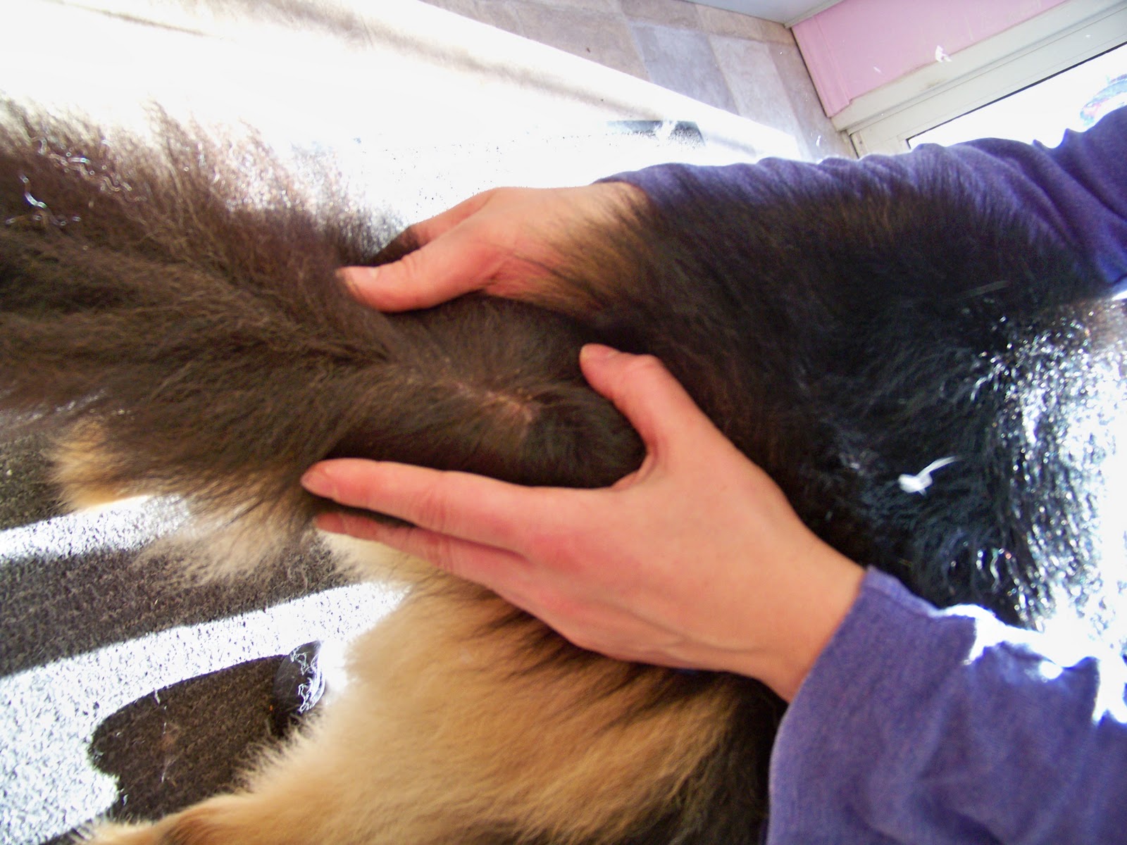 Pooch Parlor Post hot spots in dogs