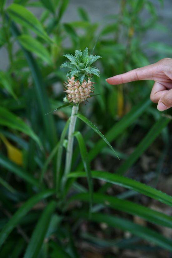 Megafruit Baby Pineapple Nutrition and Facts
