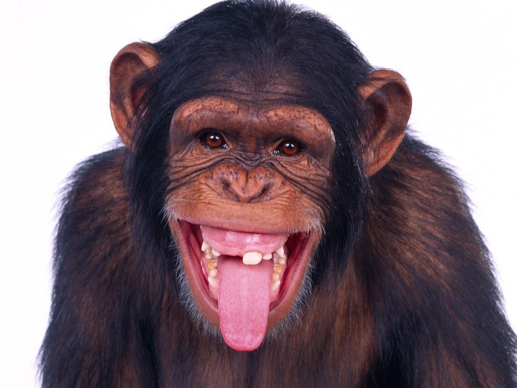 Monkey+01.jpg