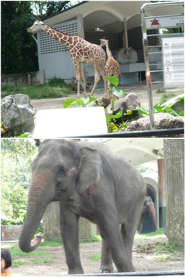 [Zoo+Trip+Smart+Reader+Kids+Shah+Alam+3.jpg]