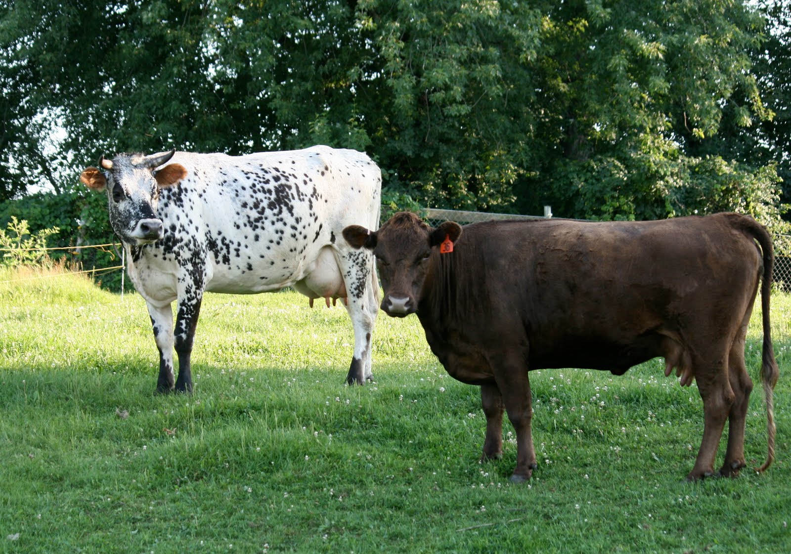 Squash Blossom Farm July 2010