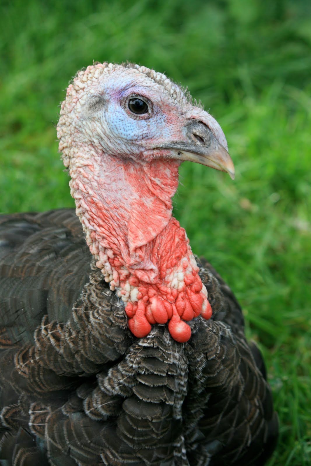 Squash Blossom Farm Turkey Dog