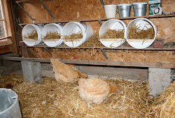 chicken bucket nesting chickens hens bedding boxes nest laying diy hen nests coop buckets gallon egg few homemade eggs roosting