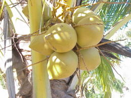 [260px-Cocos_nucifera8.jpg]