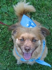 Dog Diaries in Sacramento