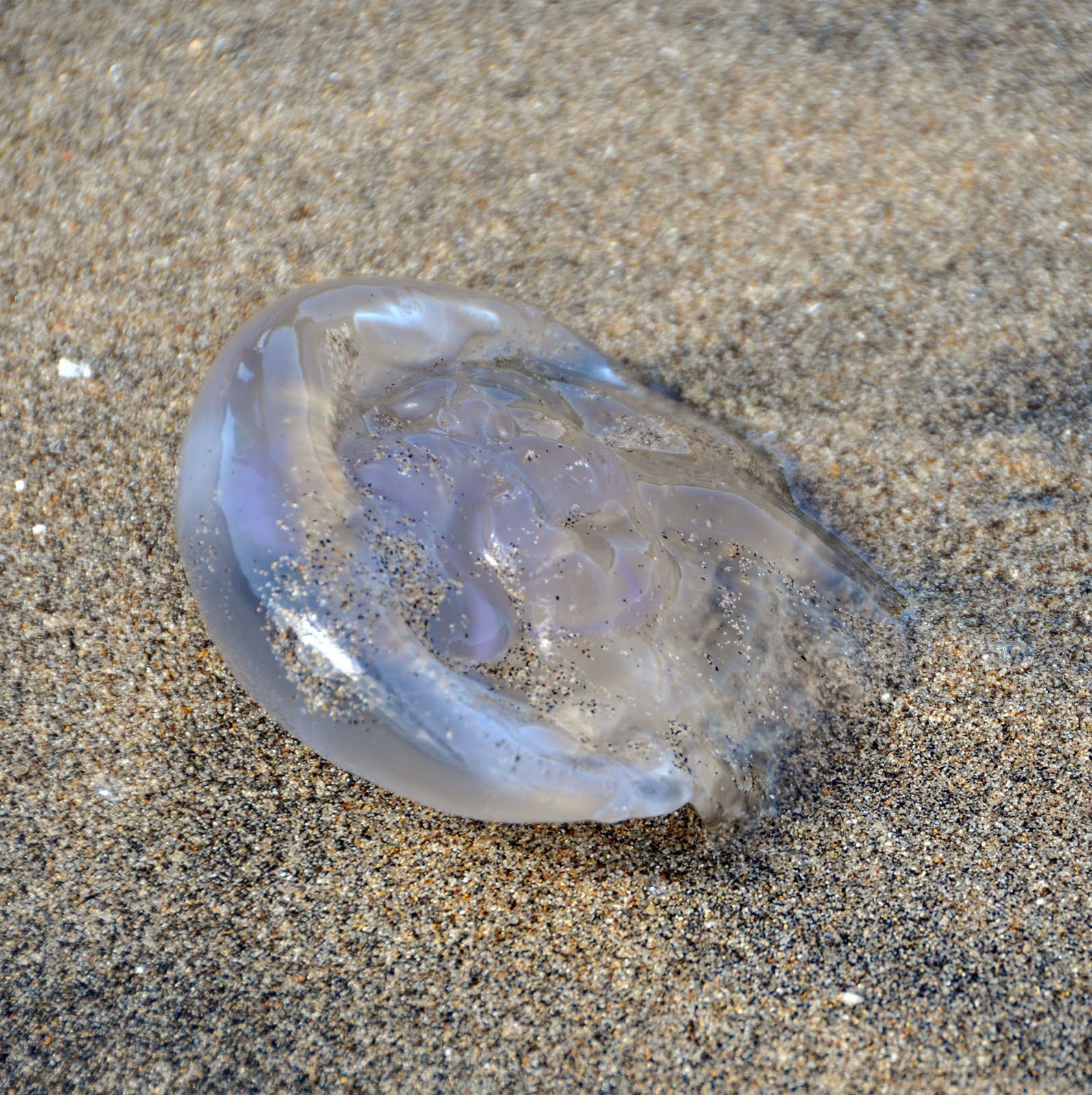 Our Phenomenal Life From Nature With Love {Curative Effect of the Sea