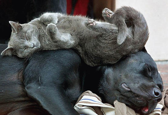 dog_bed.jpg