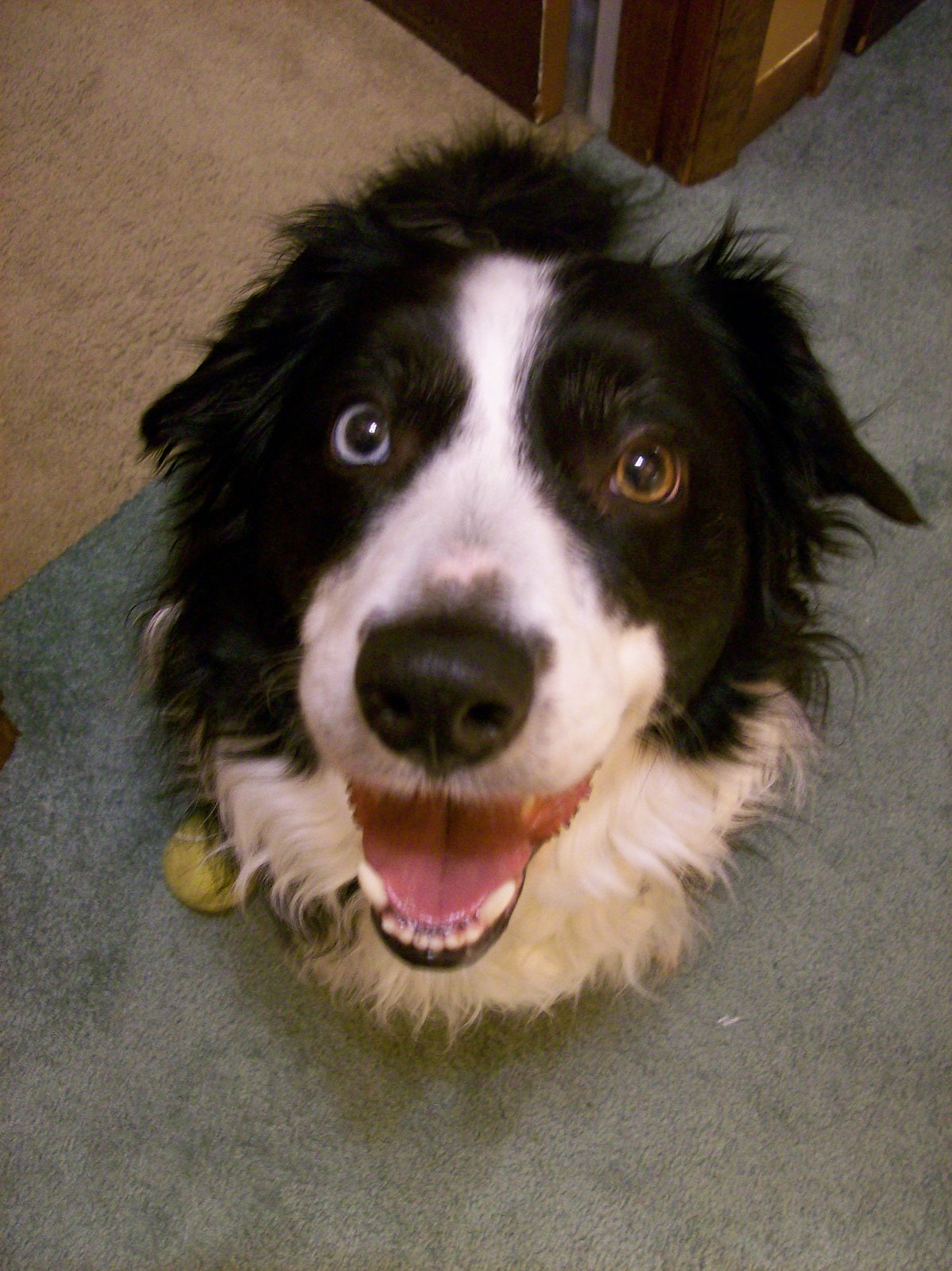 [Pets+Again+010.jpg]