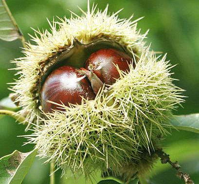 [castagne.jpg]