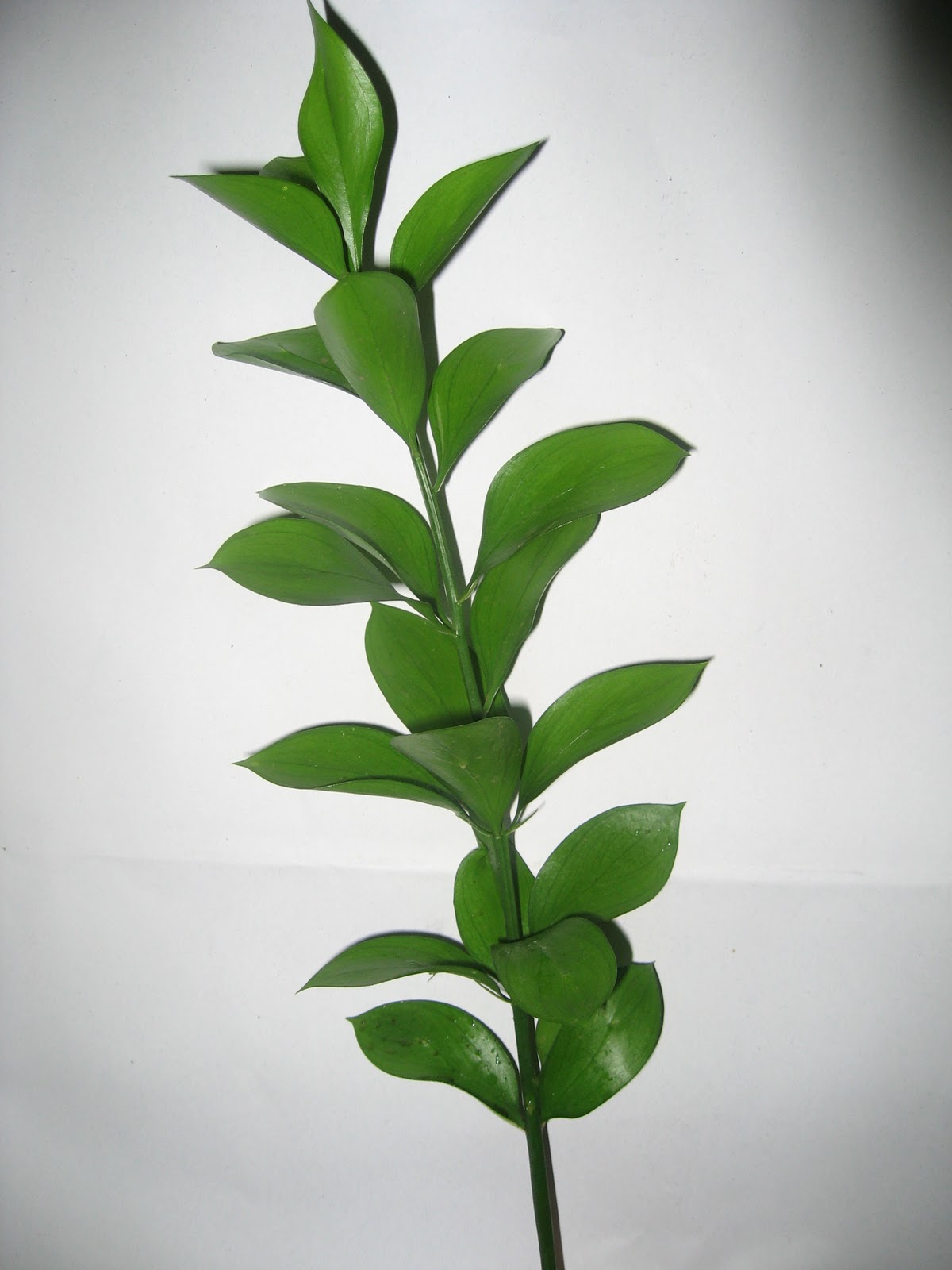 Setiamitra Daun Potong 3 Setiamitra Daun Potong 3