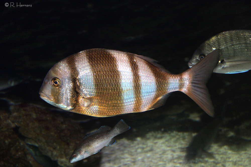 fotosricardo-h: PECES DEL LITORAL ESPAÑOL I: Espáridos - Spanish sea fish I