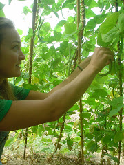 Harvesting the Bean-tipi