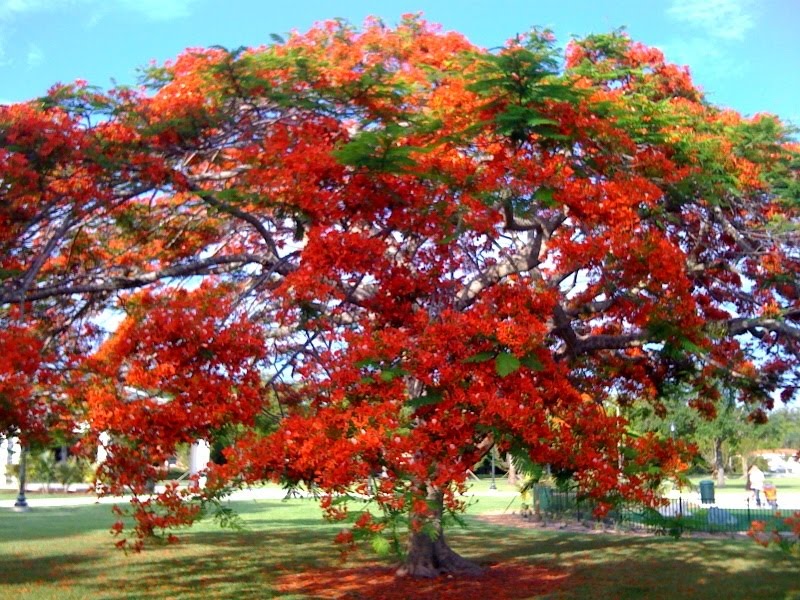 Making Miami Mine 105 Admire the red trees