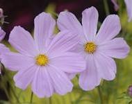 [Botanics+in+Bloom.jpg]