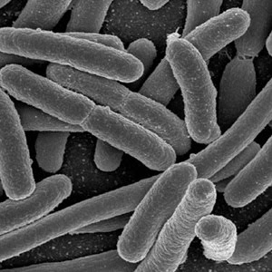 [e_coli.jpg]